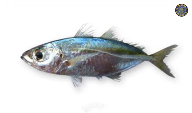Selar crumenophthalmus