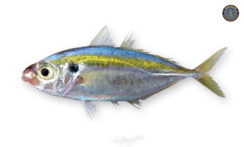 Selaroides leptolepis