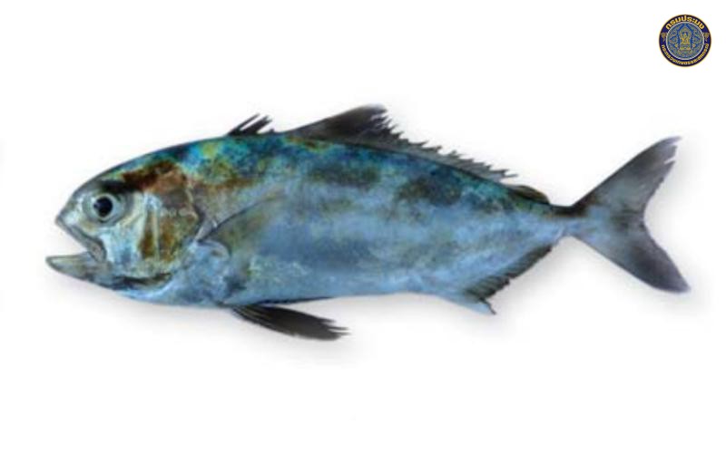Seriolina nigrofasciata