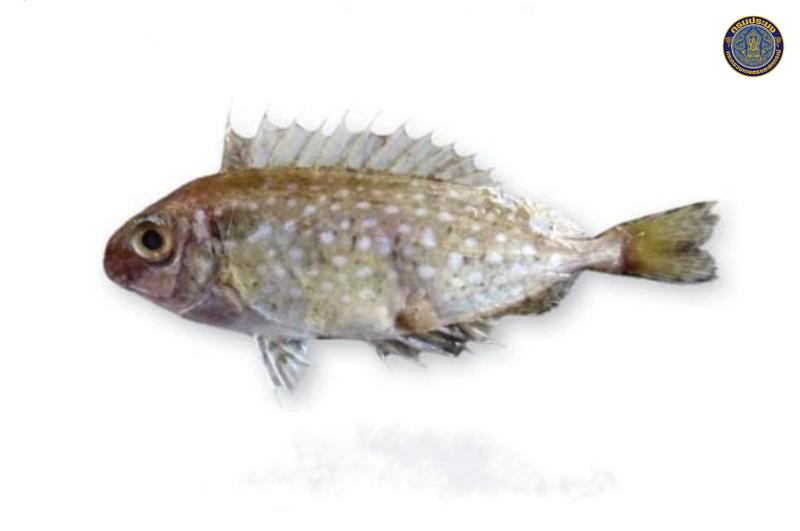 Siganus canaliculatus
