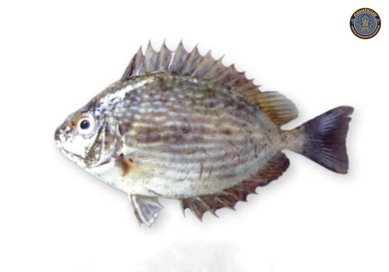 Siganus javus