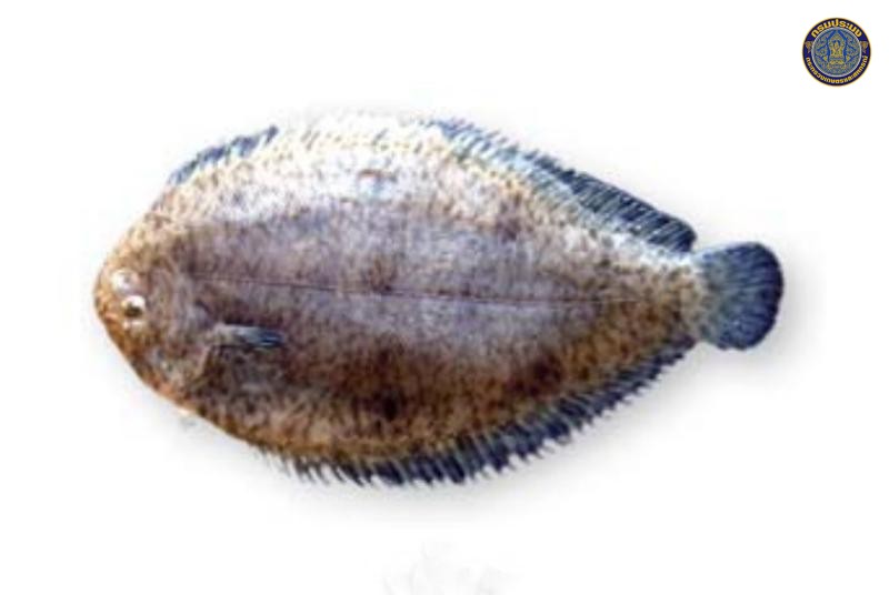 Solea ovata