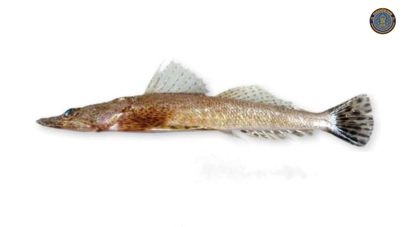 Sorsogona tuberculata