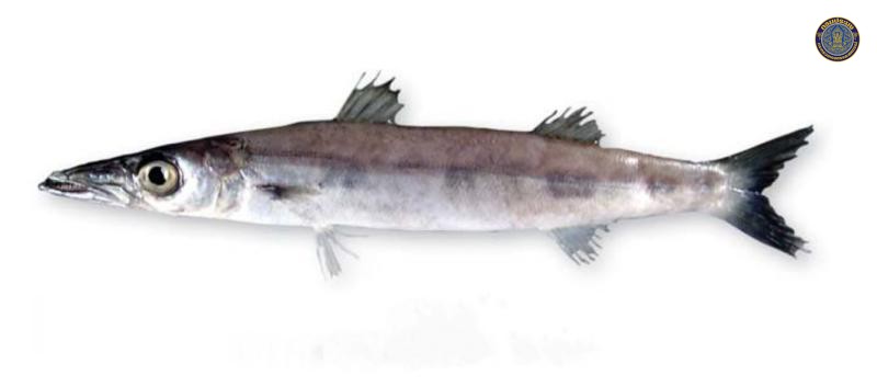 Sphyraena jello