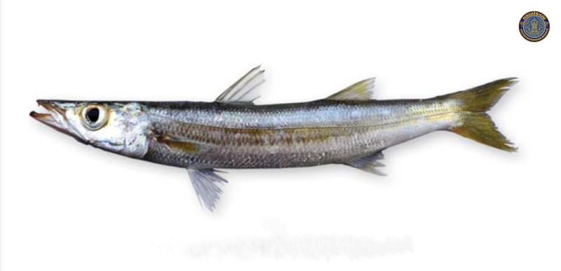 Sphyraena obtusata