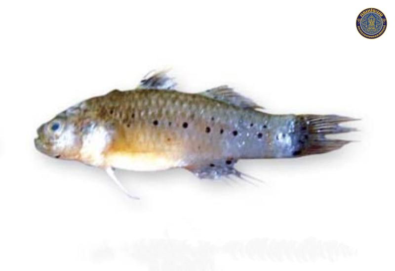 Stigmatogobius sadanundio