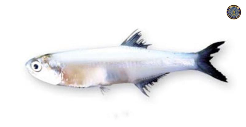 Stolephorus dubiosus