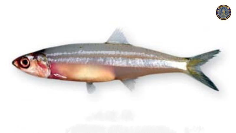 Stolephorus indicus