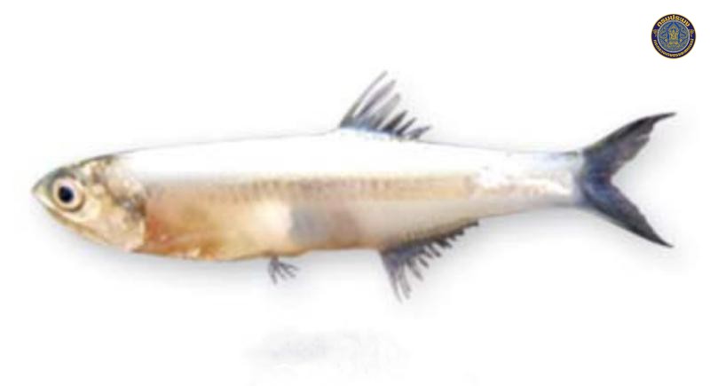 Stolephorus insularis