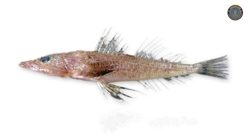 Suggrundus macracanthus