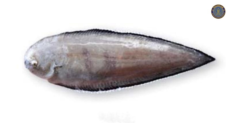 Synaptura commersonnii
