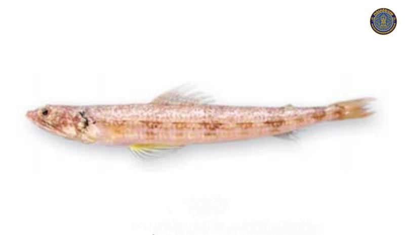 Synodus variegatus