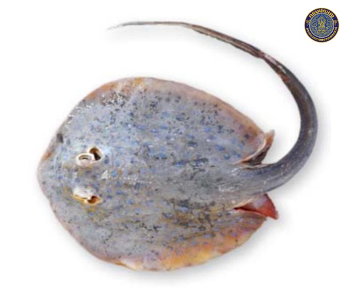 Taeniura lymma