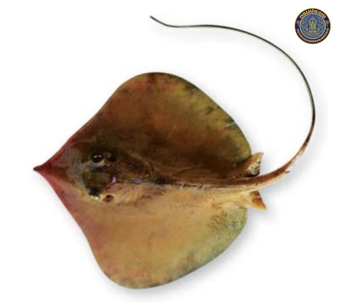 Telatrygon zugei