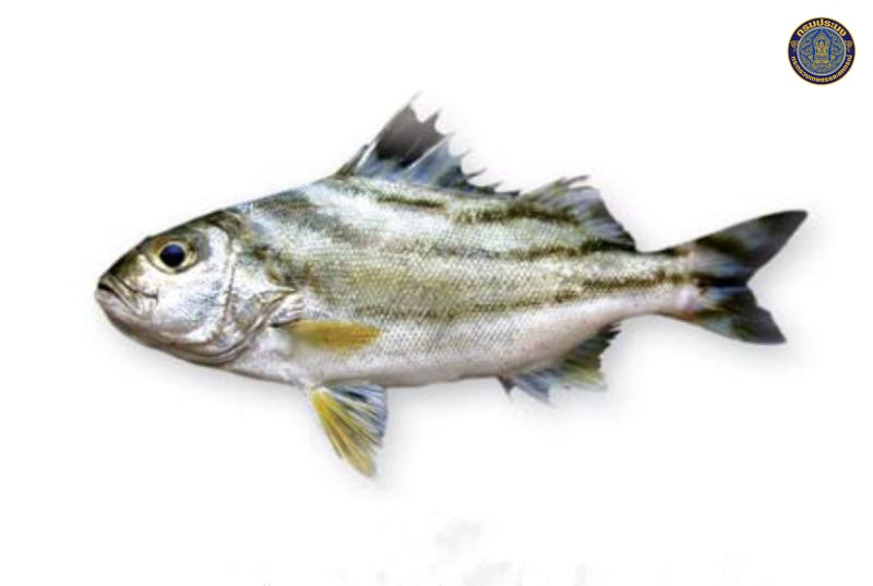 Terapon jarbua