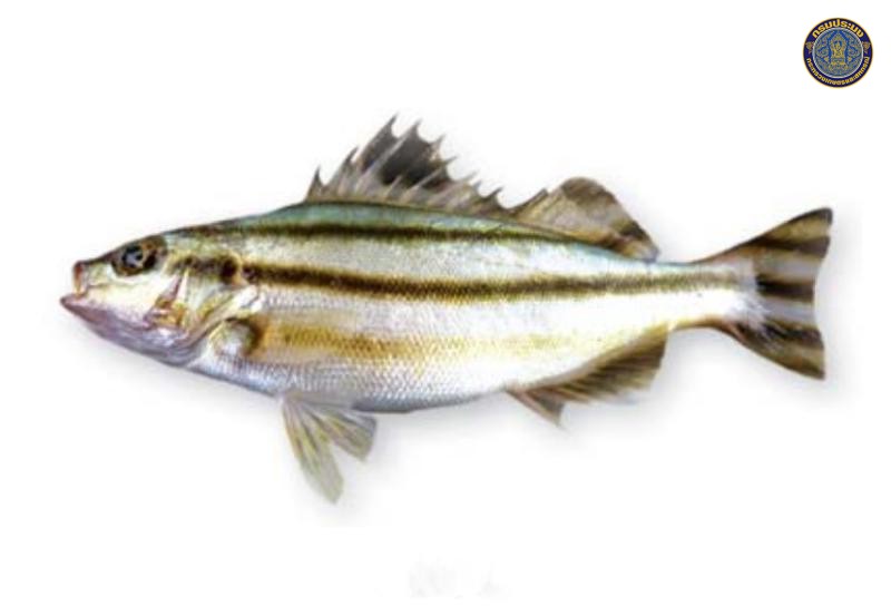 Terapon puta