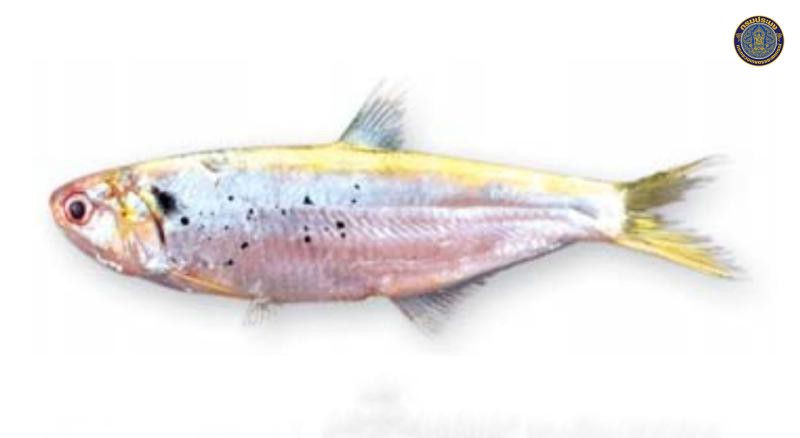 Thryssa hamiltonii