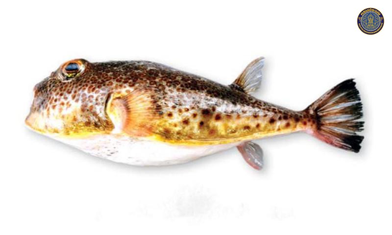 Torquigener hypselogeneion