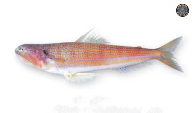 Trachinocephalus myops