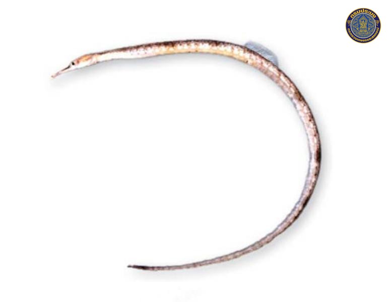 Trachyrhamphus longirostris