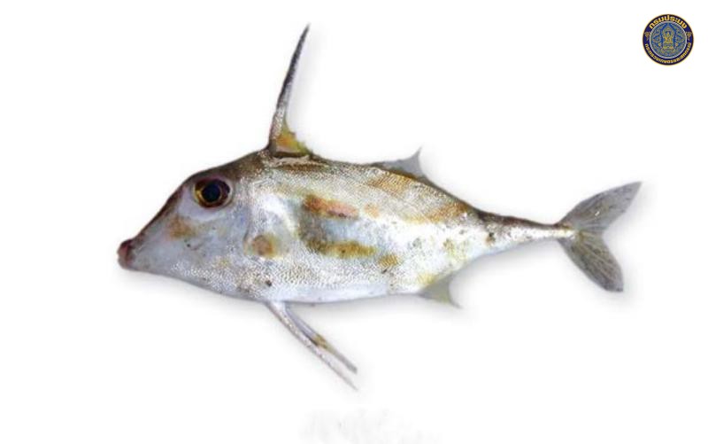 Tripodichthys blochii