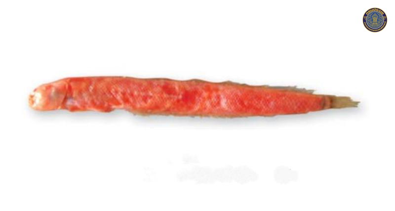Trypauchen pelaeos