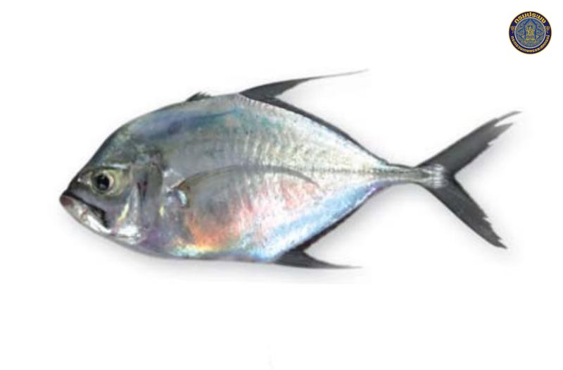 Ulua mentalis