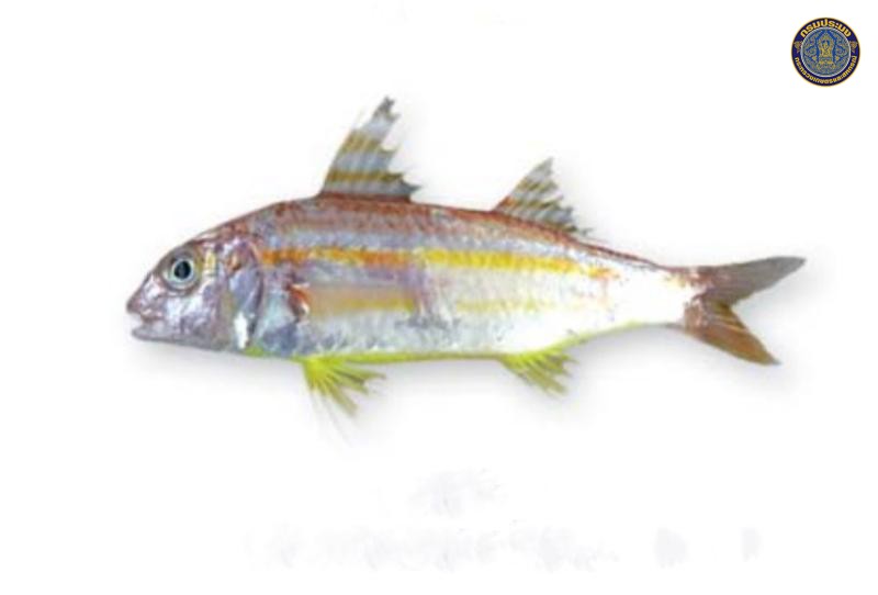 Upeneus sulphureus