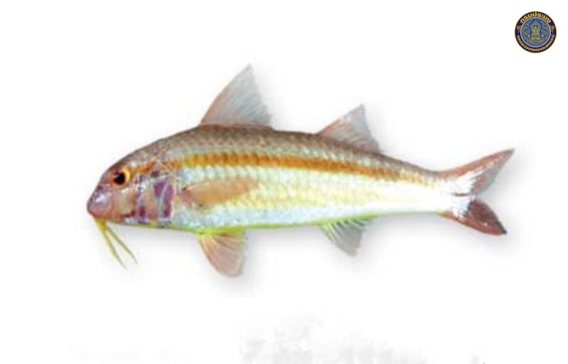 Upeneus sundaicus