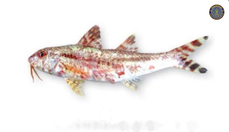 Upeneus tragula