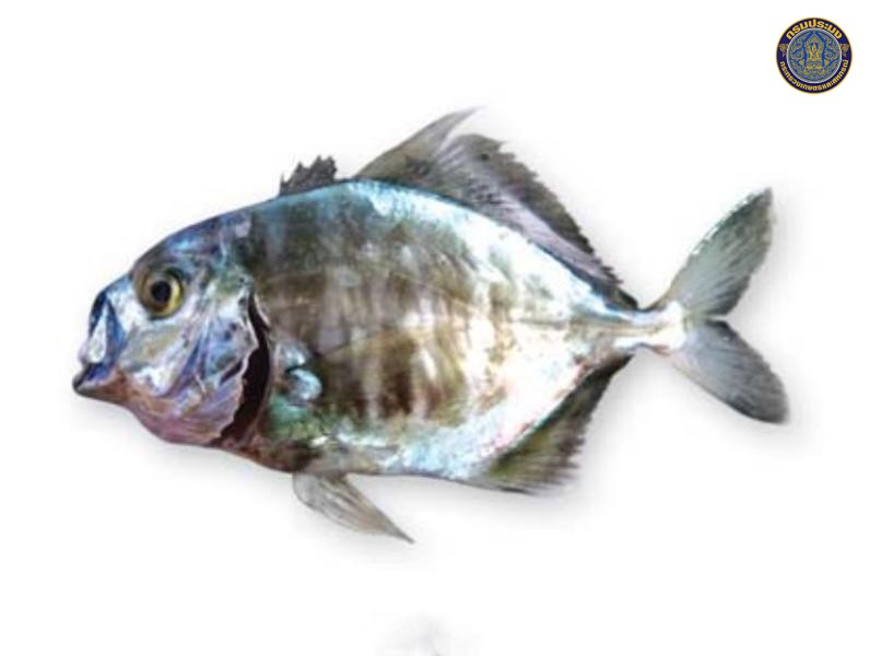 Uraspis uraspis