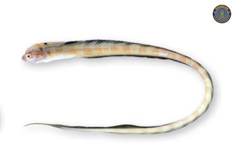 Xiphasia setifer