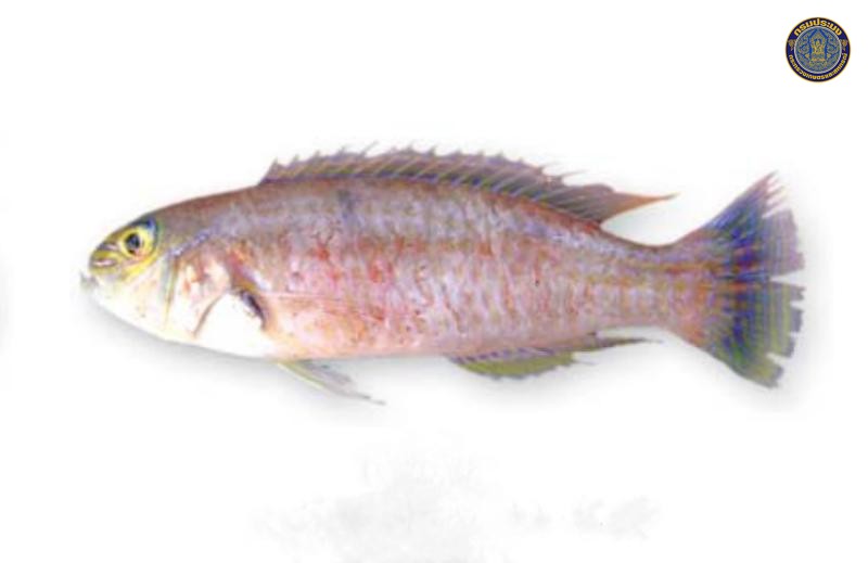 Xiphocheilus typus