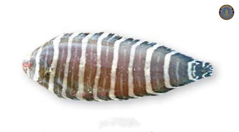 Zebrias quagga
