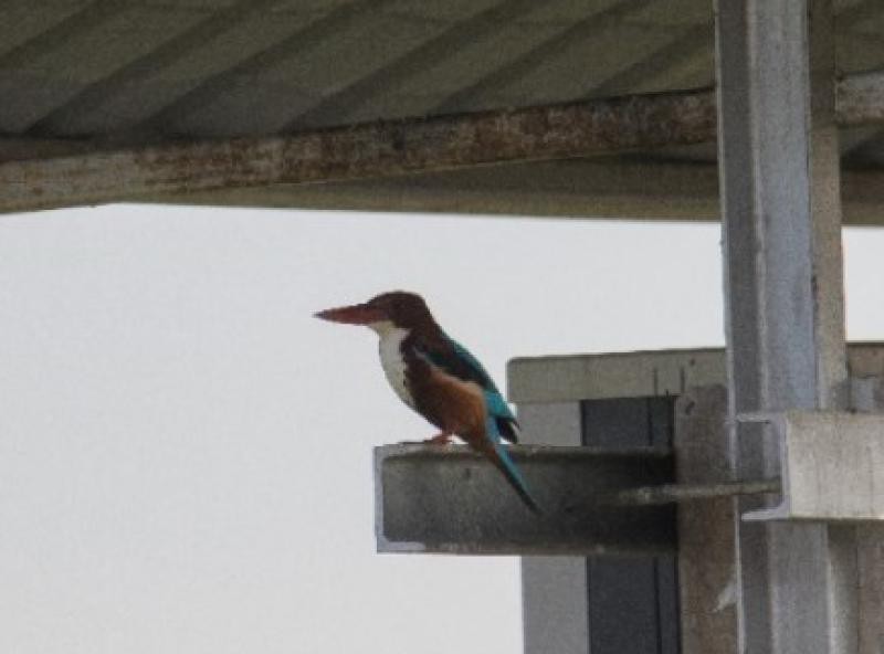 Halcyon smynensis