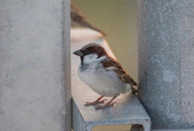 Passer domesticus