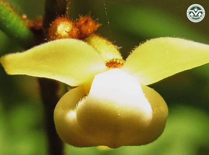 Mitrephora chulabhorniana