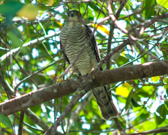 Accipiter gularis