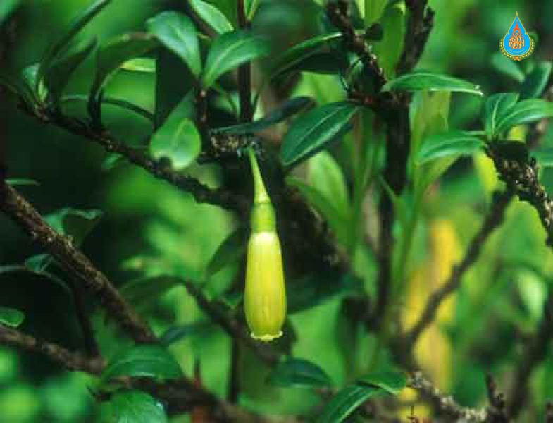 Agapetes mannii