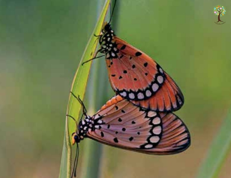 Acraea violae