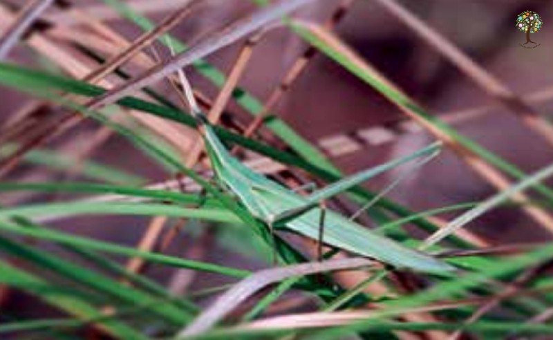 Acrida willemsei