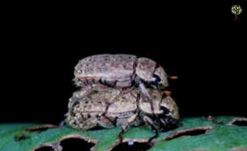 Adoretus compressus