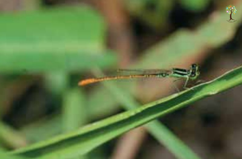 Agriocnemis minima