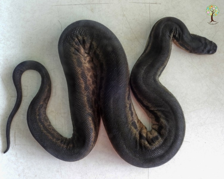 Acrochordus javanicus