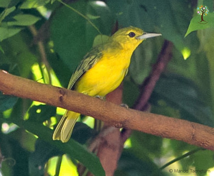 Aegithina lafresnayei