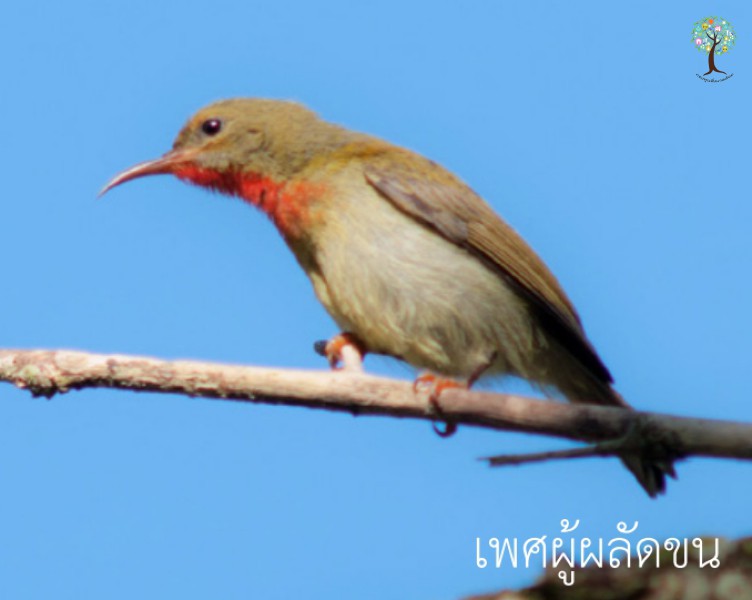 Aethopyga siparaja