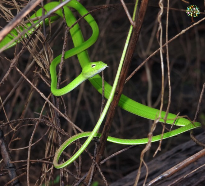 Ahaetulla prasina