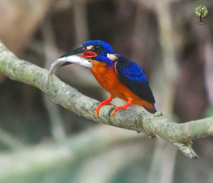 Alcedo meninting