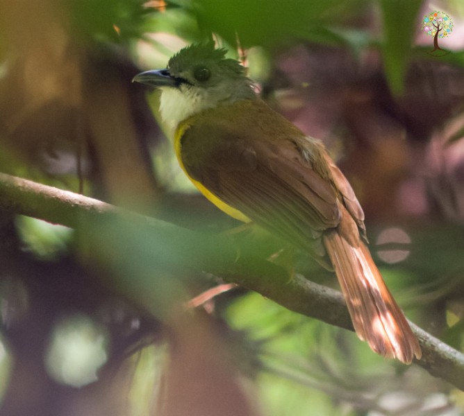 Alophoixus phaeocephalus