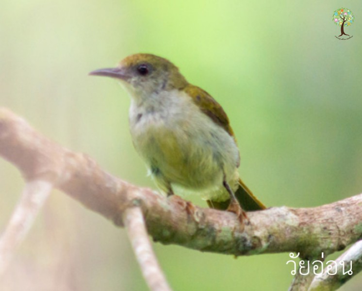 Anthreptes simplex